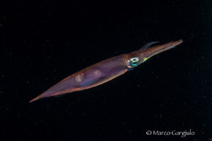 squid by Marco Gargiulo 
